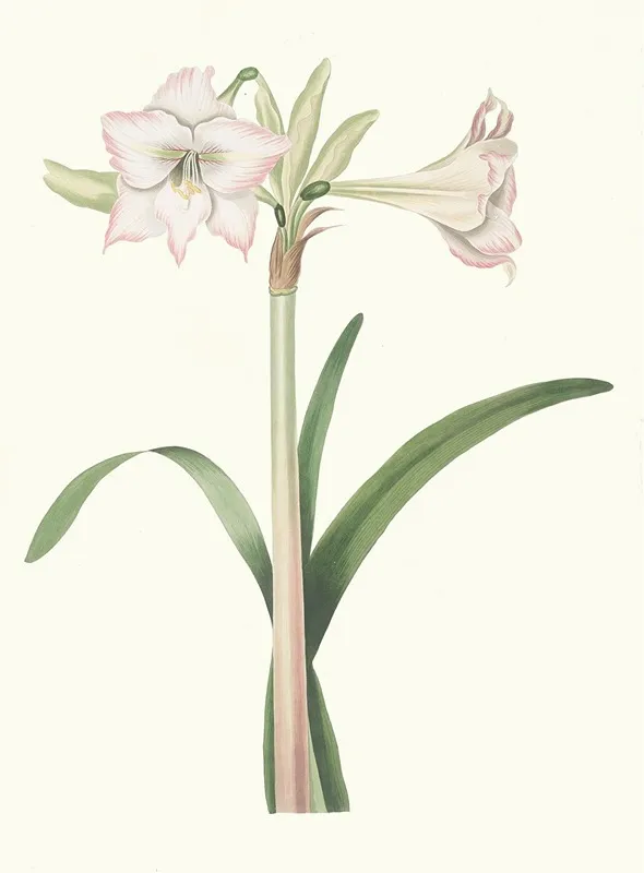 Amaryllis Solandriflora Var Wall Art by Priscilla Susan Bury - High-Resolution Digital Print