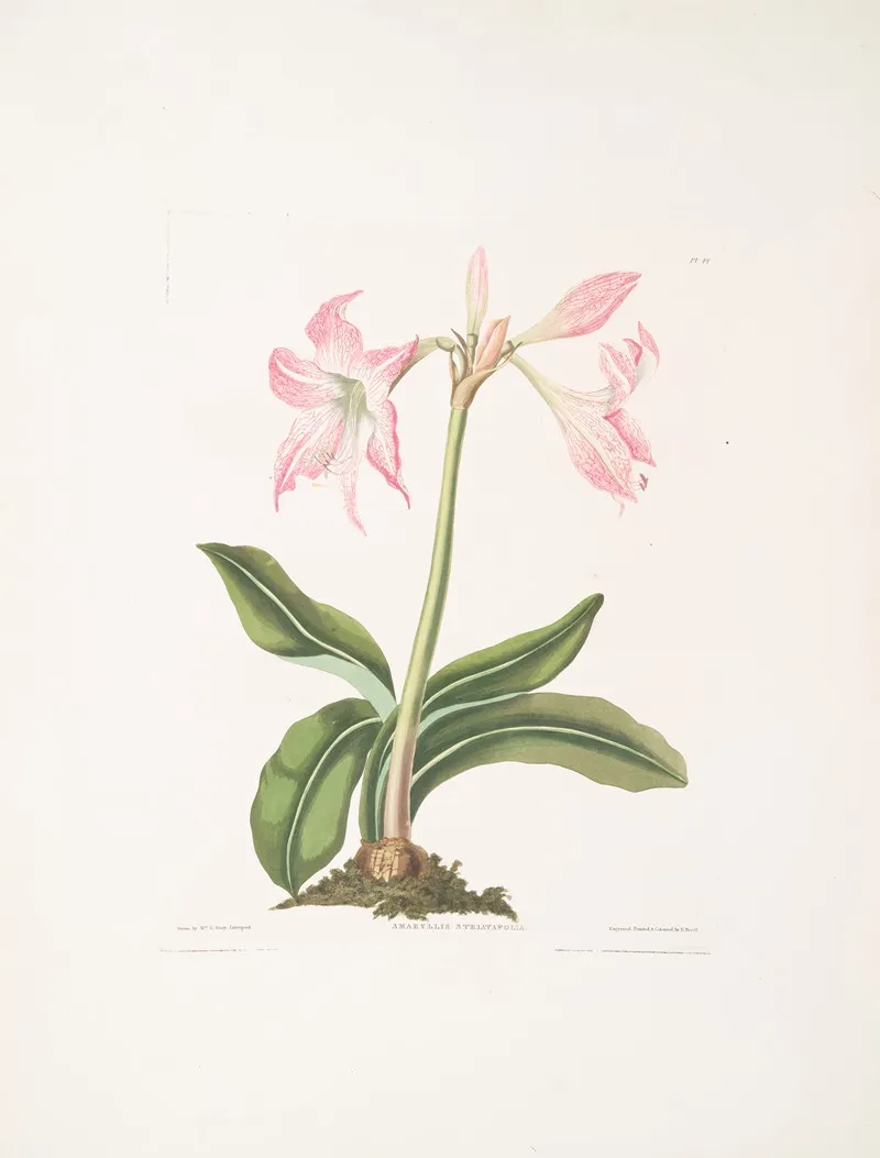 Amaryllis Steilatafolia 2 Wall Art by Priscilla Susan Bury - High-Resolution Digital Print