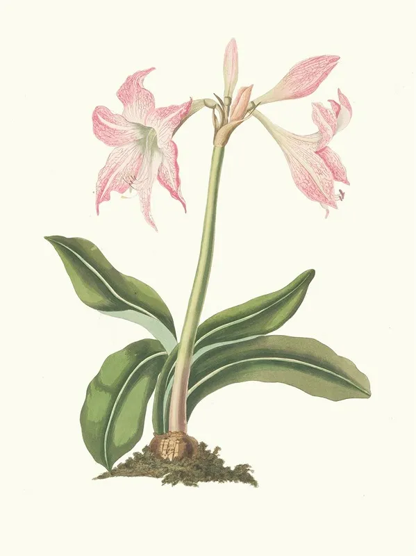 Amaryllis Steilatafolia Wall Art by Priscilla Susan Bury - High-Resolution Digital Print