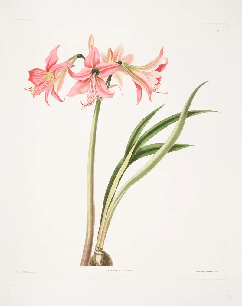 Amaryllis Stilosa 2 Wall Art by Priscilla Susan Bury - High-Resolution Digital Print