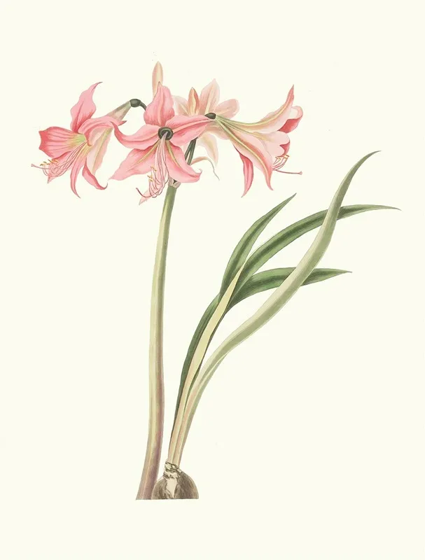 Amaryllis Stilosa Wall Art by Priscilla Susan Bury - High-Resolution Digital Print