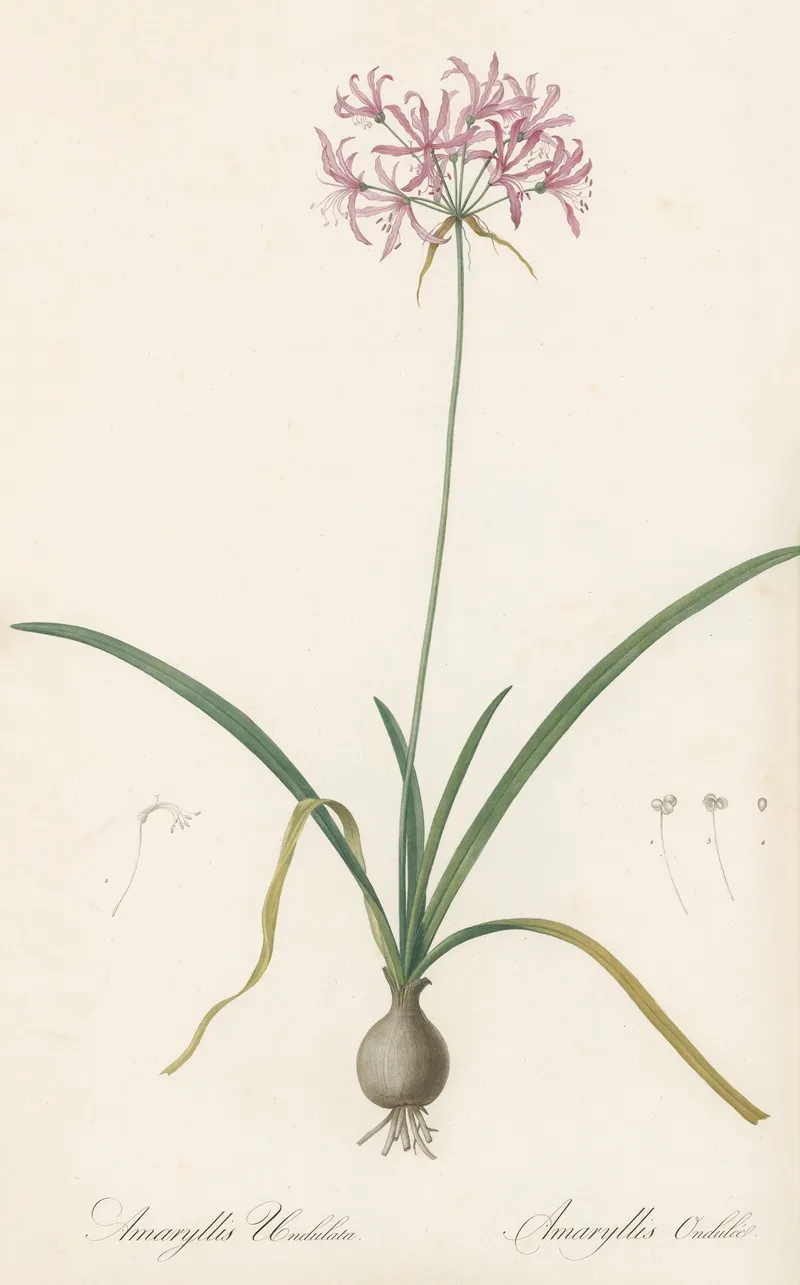 Amaryllis Undulata Wall Art by Pierre Joseph Redouté - High-Resolution Digital Print