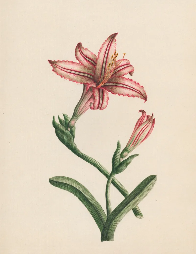 Amaryllis Vittata Belladonna Wall Art by R. B. F. - High-Resolution Digital Print