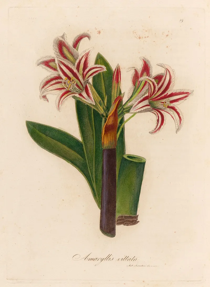 Amaryllis Vittata Wall Art by Gaetano Savi - High-Resolution Digital Print