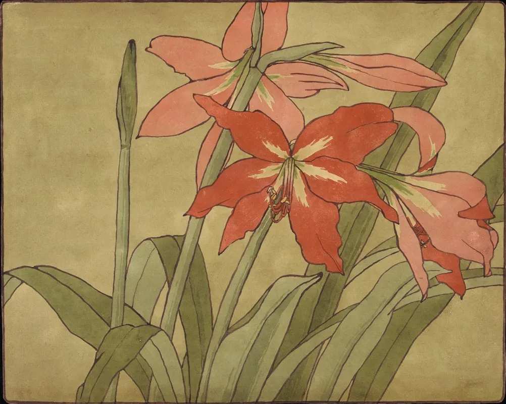 Amaryllis