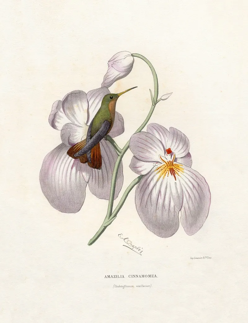 Amazilia Cinnamomea Wall Art by Paul Eugène Mesplès - High-Resolution Digital Print