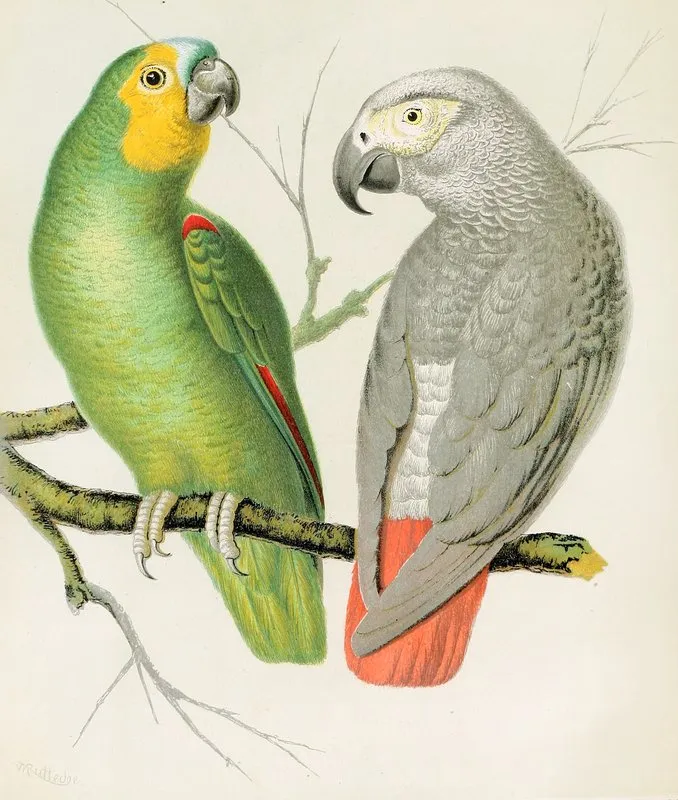 Amazon Parrot Grey Parrot Wall Art by W. A . Blakston - High-Resolution Digital Print
