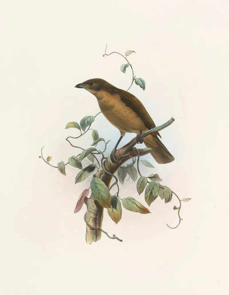 Amblyornis Inornatus Wall Art by Daniel Giraud Elliot - High-Resolution Digital Print
