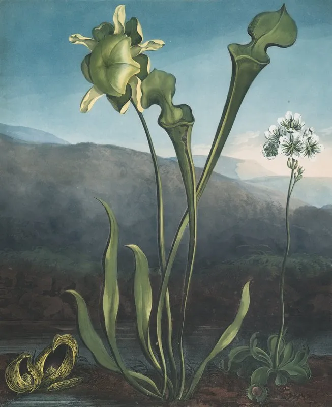 American Bog Plants I Fetid Pothos Ii Pitcher Plant Iii Venuss Fly Trap 2 Wall Art by Robert John Thornton - High-Resolution Digital Print