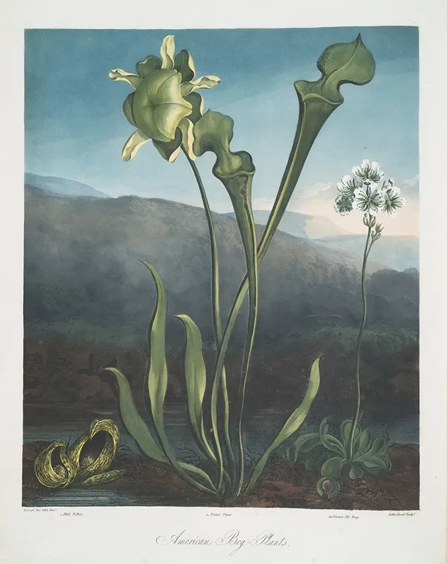 American Bog Plants I Fetid Pothos Ii Pitcher Plant Iii Venuss Fly Trap Wall Art by Robert John Thornton - High-Resolution Digital Print