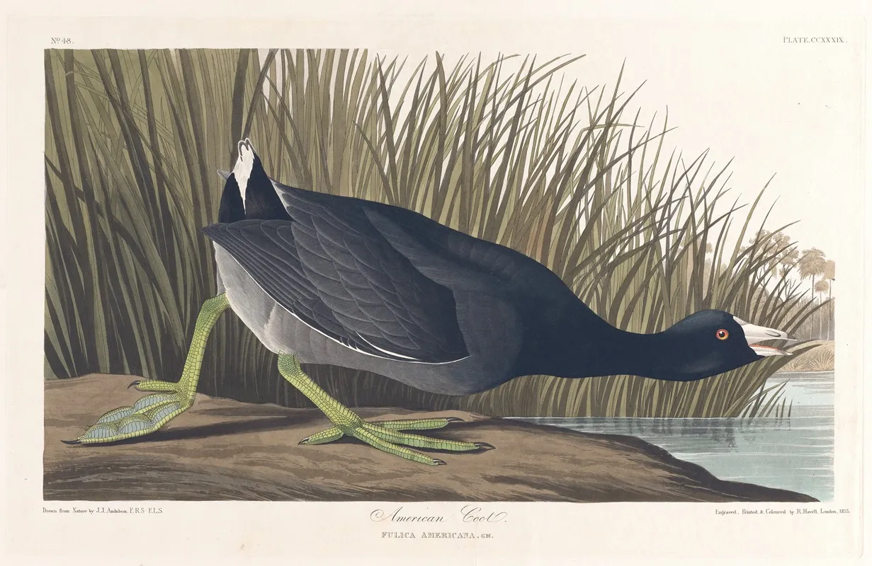 American Coot Wall Art by John James Audubon - High-Resolution Digital Print