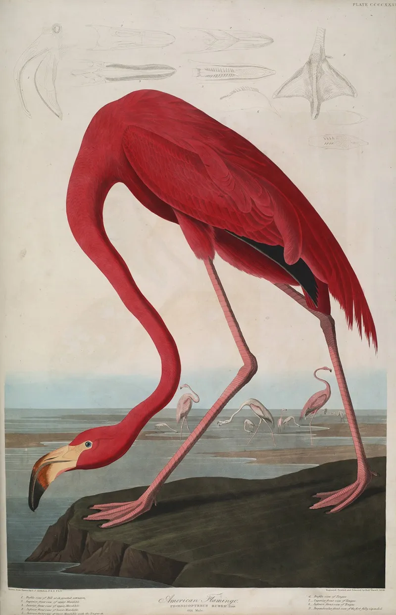 American Flamingo 2 Wall Art by John James Audubon - High-Resolution Digital Print