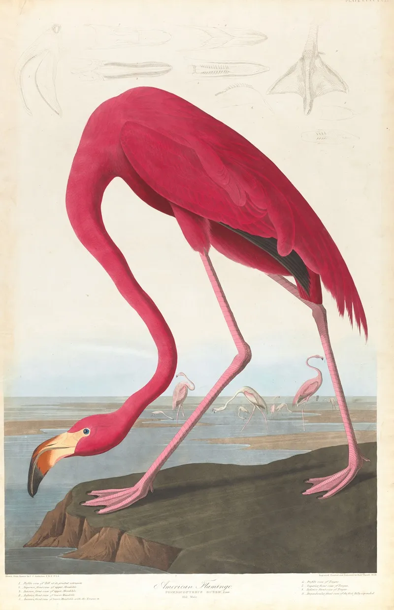 American Flamingo Wall Art by John James Audubon - High-Resolution Digital Print