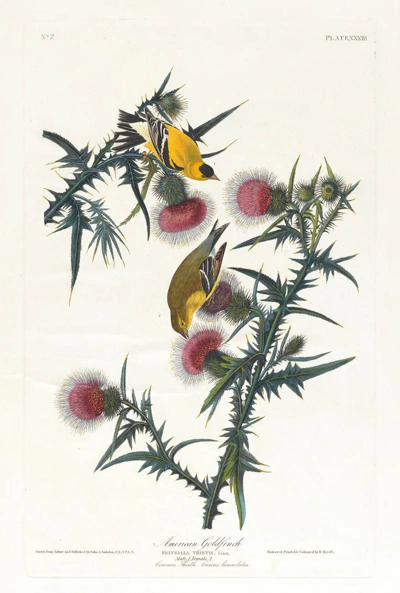American Goldfinch 3 Wall Art by John James Audubon - High-Resolution Digital Print