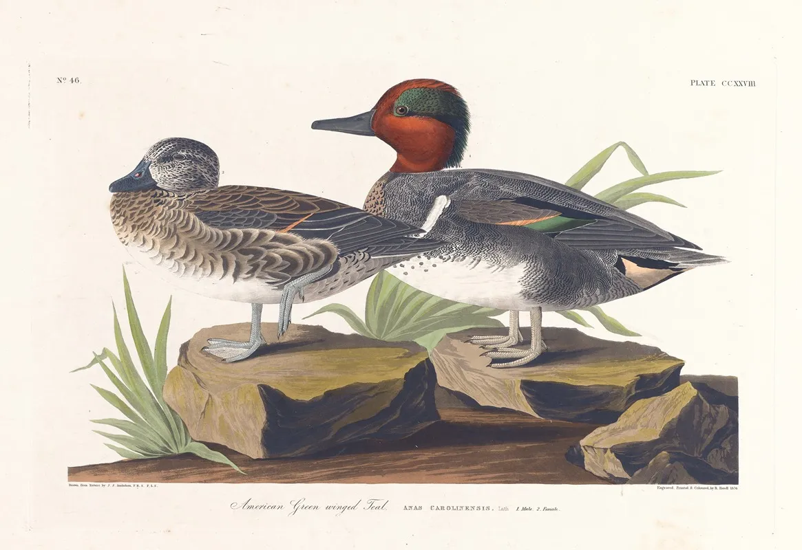 American Green Winged Teal Wall Art by John James Audubon - High-Resolution Digital Print
