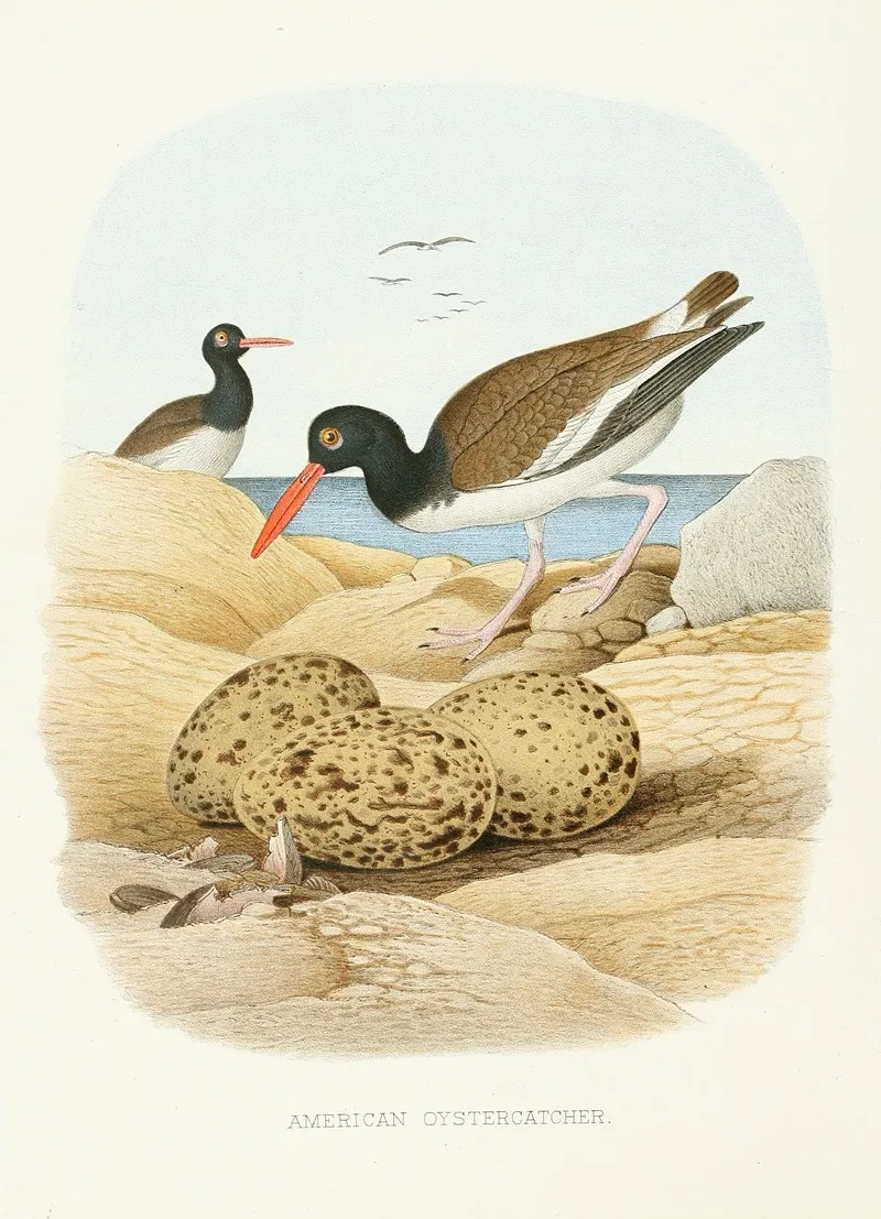 American Oystercatcher Wall Art by Edwin L. Sheppard - High-Resolution Digital Print