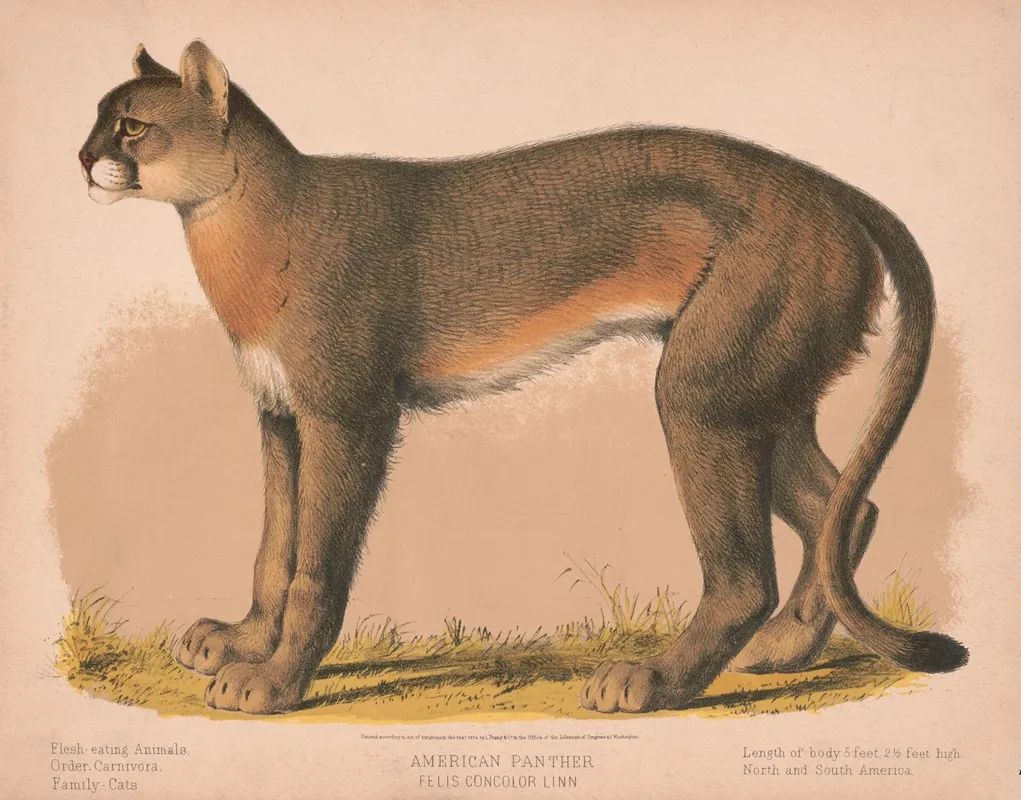 American Panther Felis Concolor Linn