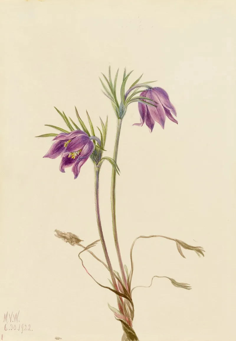 American Pasqueflower Pulsatilla Ludoviciana 2