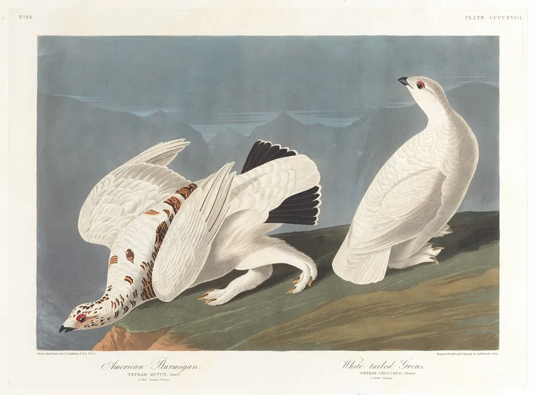 American Ptarmigan White Tailed Grous Wall Art by John James Audubon - High-Resolution Digital Print
