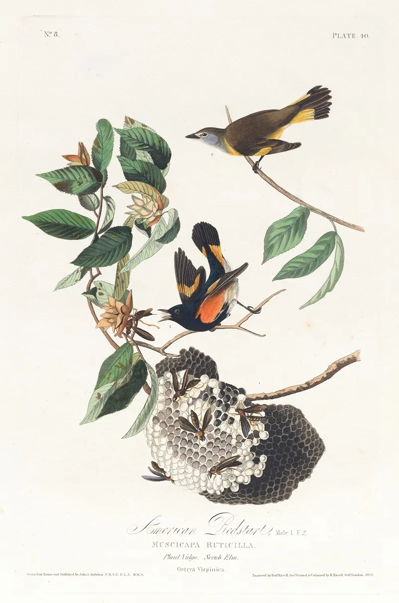 American Redstart 2 Wall Art by John James Audubon - High-Resolution Digital Print