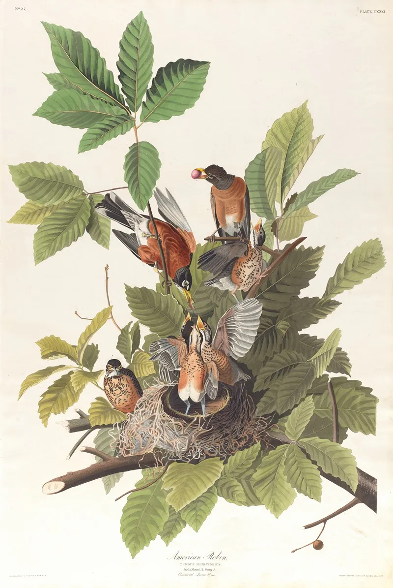 American Robin Wall Art by John James Audubon - High-Resolution Digital Print