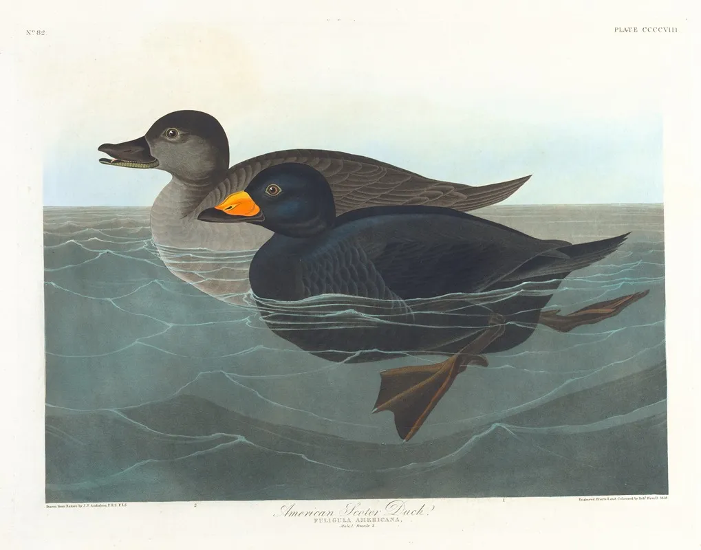 American Scoter Duck Wall Art by John James Audubon - High-Resolution Digital Print