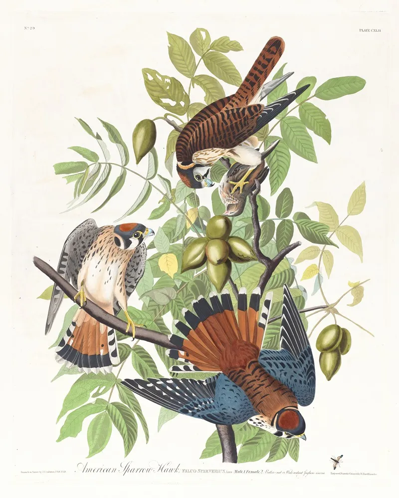 American Sparrow Hawk Wall Art by John James Audubon - High-Resolution Digital Print