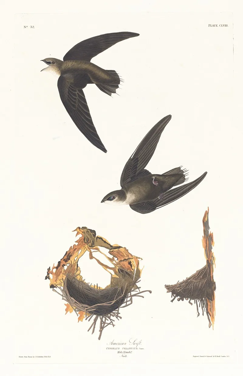 American Swift Wall Art by John James Audubon - High-Resolution Digital Print
