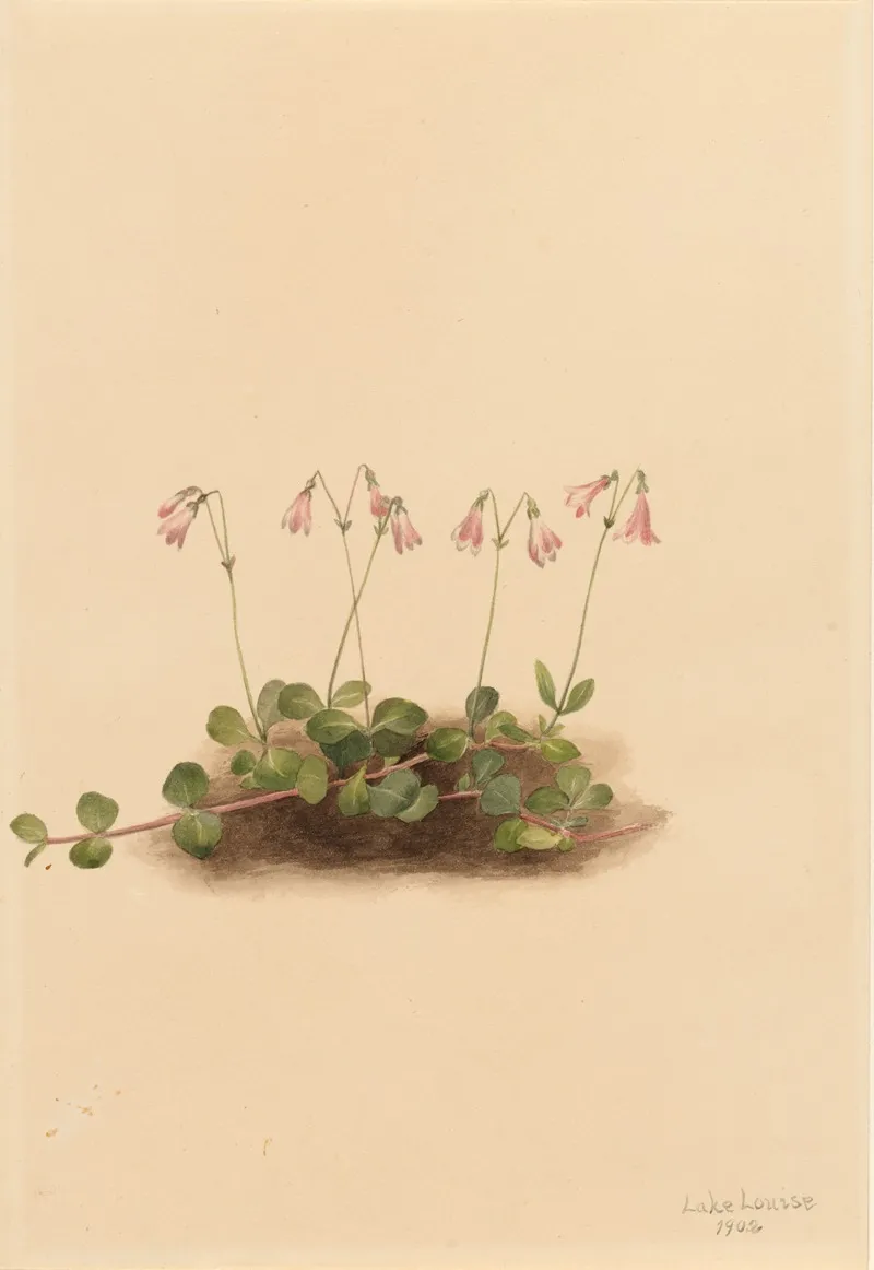 American Twinflower Linnaea Borealis Americana 2