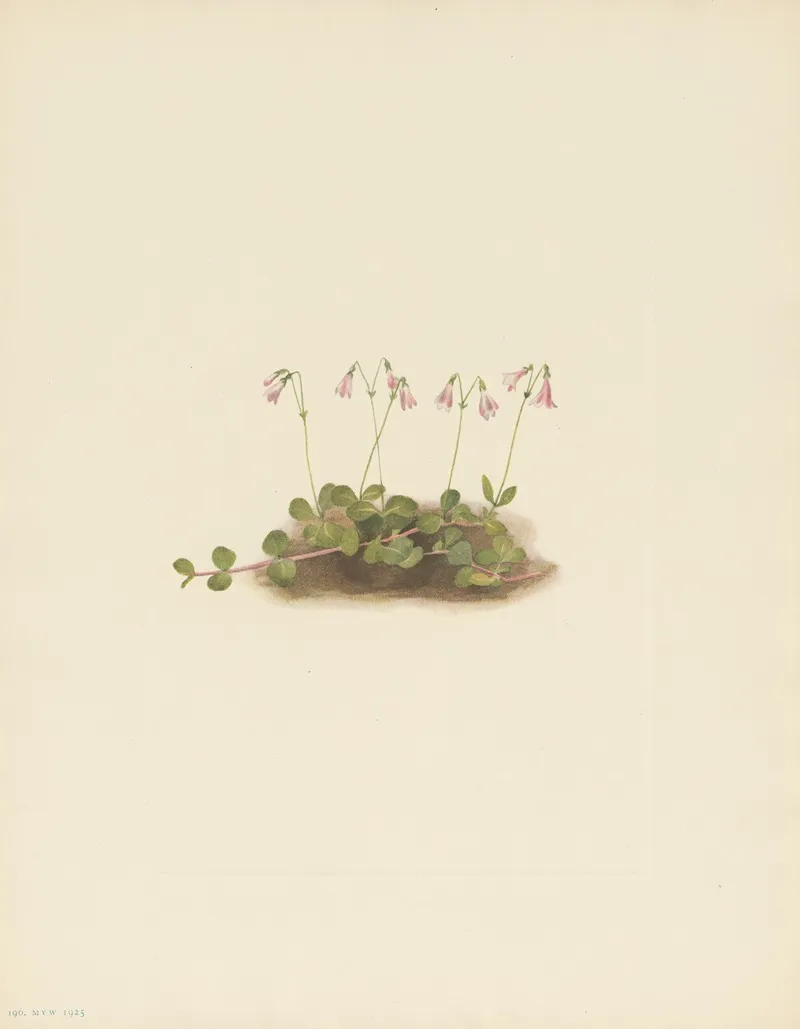American Twinflower Linnaea Borealis Americana 3