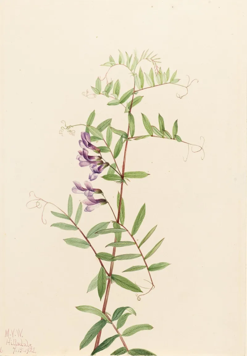 American Vetch Vicia Americana 2