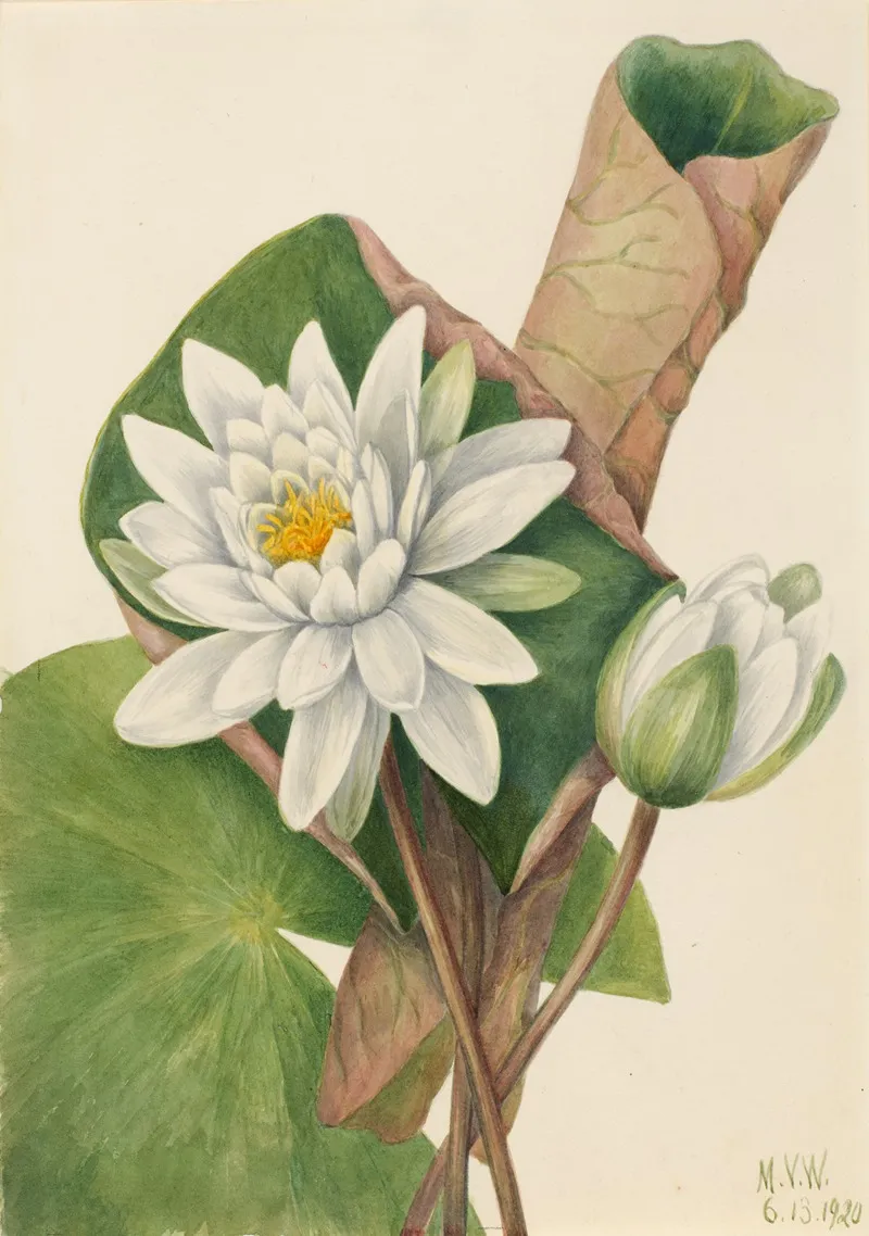 American Waterlily Castalia Odorata 2