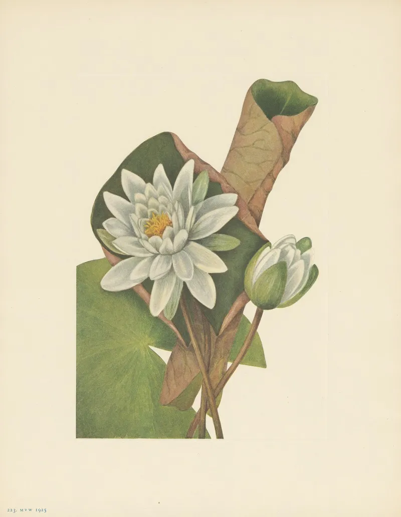 American Waterlily Castalia Odorata 3