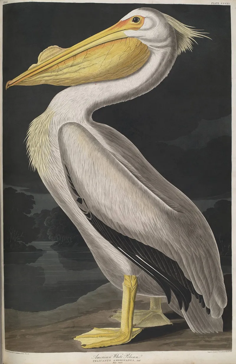 American White Pelican 2 Wall Art by John James Audubon - High-Resolution Digital Print