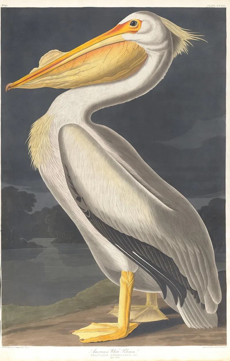 American White Pelican Wall Art by John James Audubon - High-Resolution Digital Print