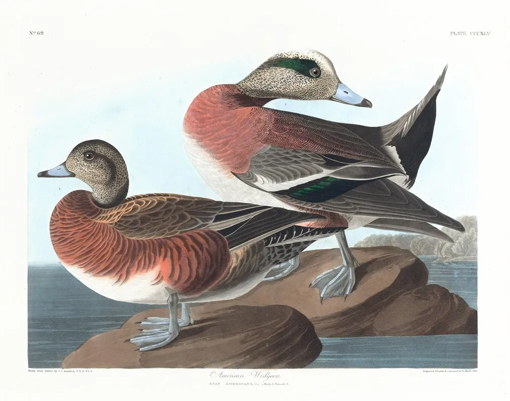 American Widgeon Wall Art by John James Audubon - High-Resolution Digital Print