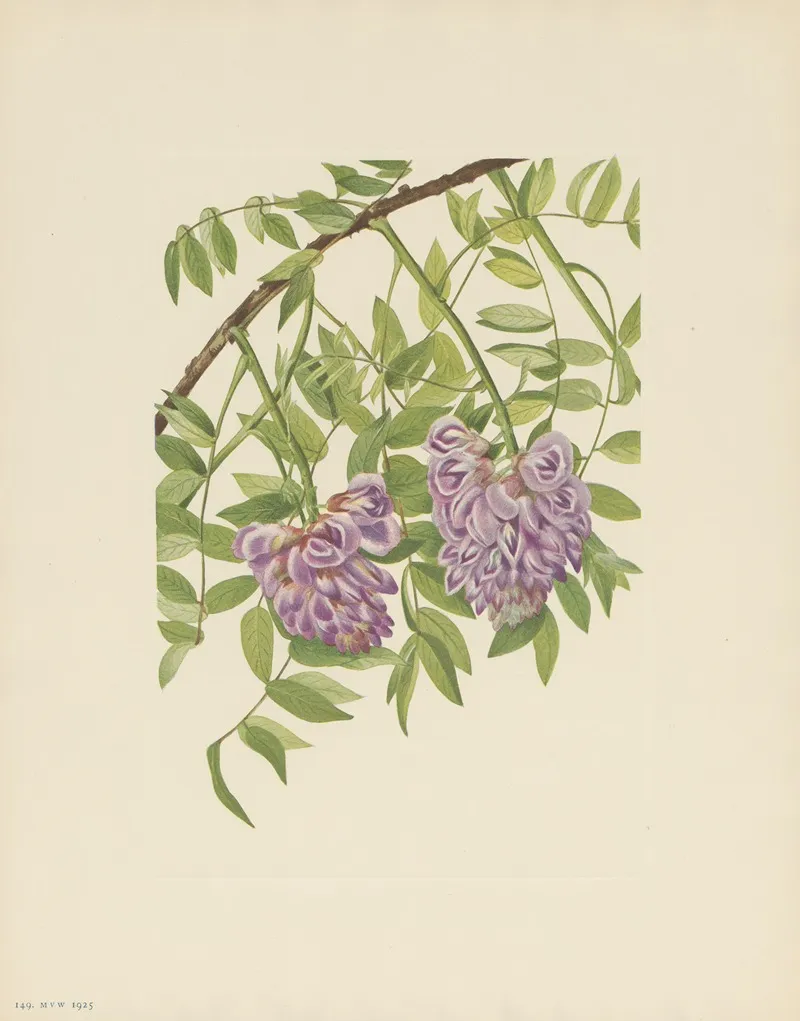 American Wistaria Kraunhia Frutescens 2