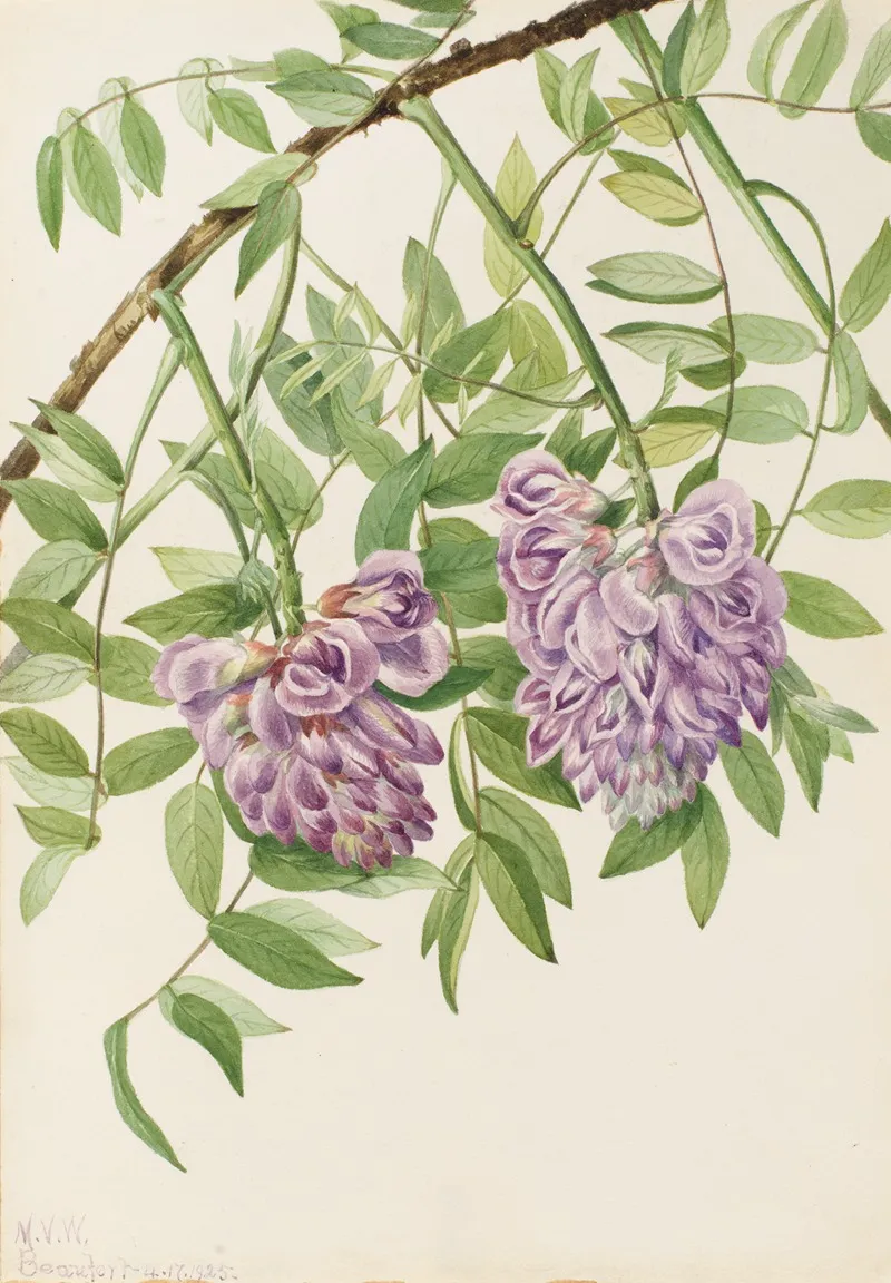 American Wisteria Kraunhia Frutescens