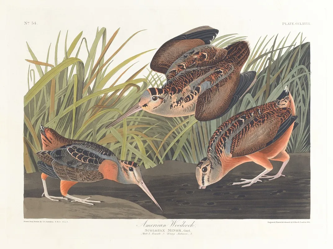American Woodcock 2 Wall Art by John James Audubon - High-Resolution Digital Print