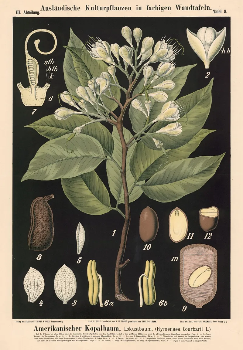 Amerikanischer Kopalbaum Lokustbaum Hymenaea Cour Baril L Wall Art by Carl Bollmann - High-Resolution Digital Print