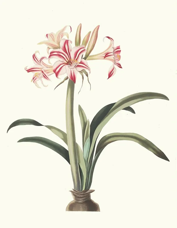 Ameryllis Superba Vittata Wall Art by Priscilla Susan Bury - High-Resolution Digital Print