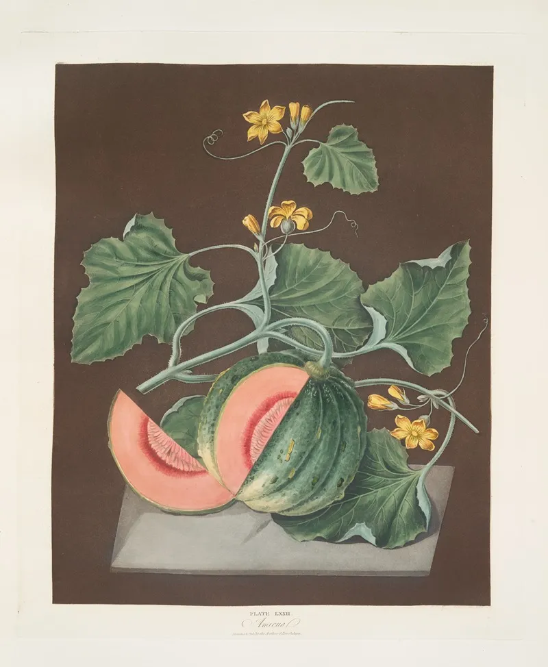 Amicua Melon Wall Art by George Brookshaw - High-Resolution Digital Print