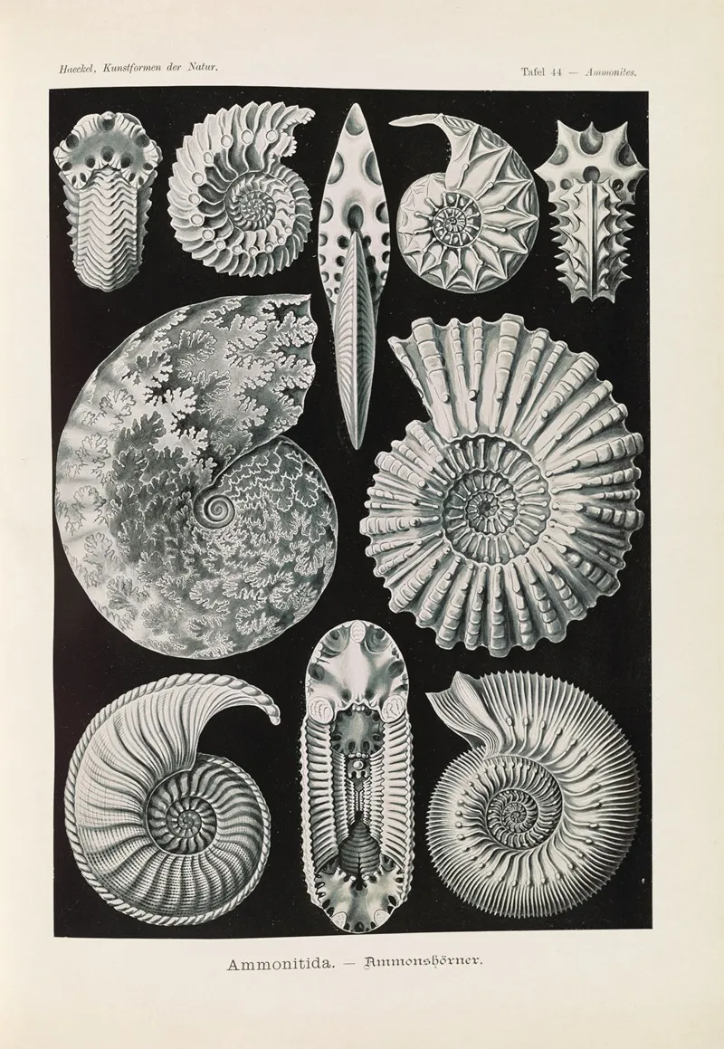 Ammonitida Ammonshorner Wall Art by Ernst Haeckel - High-Resolution Digital Print
