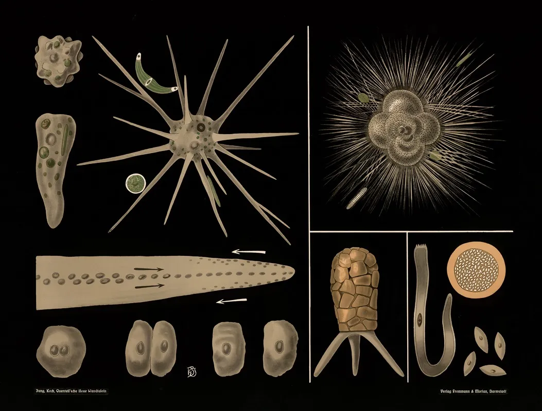 Amoeba Rotalia Difflugia Gregarina Wall Art by Gottlieb von Koch - High-Resolution Digital Print