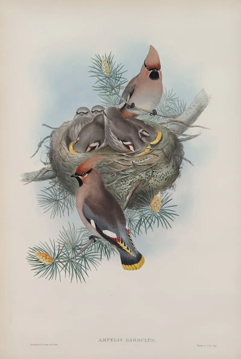 Ampelis Garullus Waxsen Chatterer Wall Art by John Gould - High-Resolution Digital Print