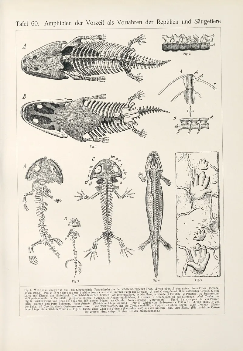 Amphibien Der Vorzeit Als Vorfahren Der Reptilien Und Saugetiere