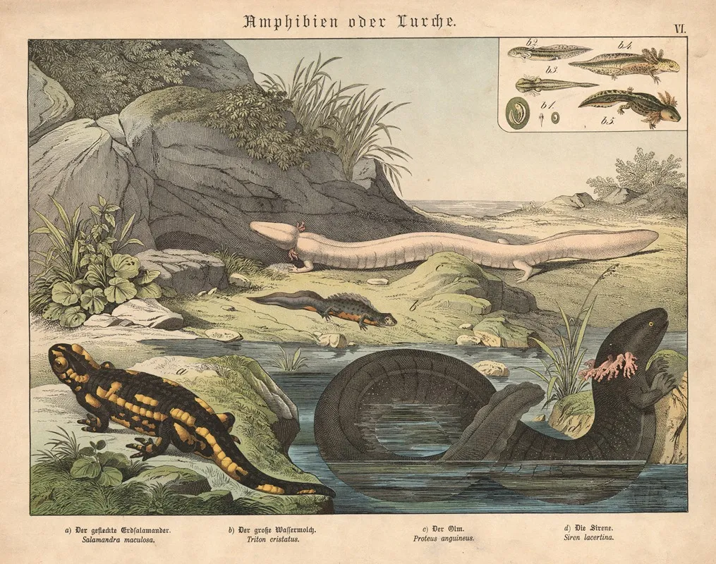 Amphibien Oder Lurche A Der Gefleckte Erdsalamander B Der Grosse Wassermolch C Der Olm D Die Sirene Wall Art by Gotthilf Heinrich von Schubert - High-Resolution Digital Print