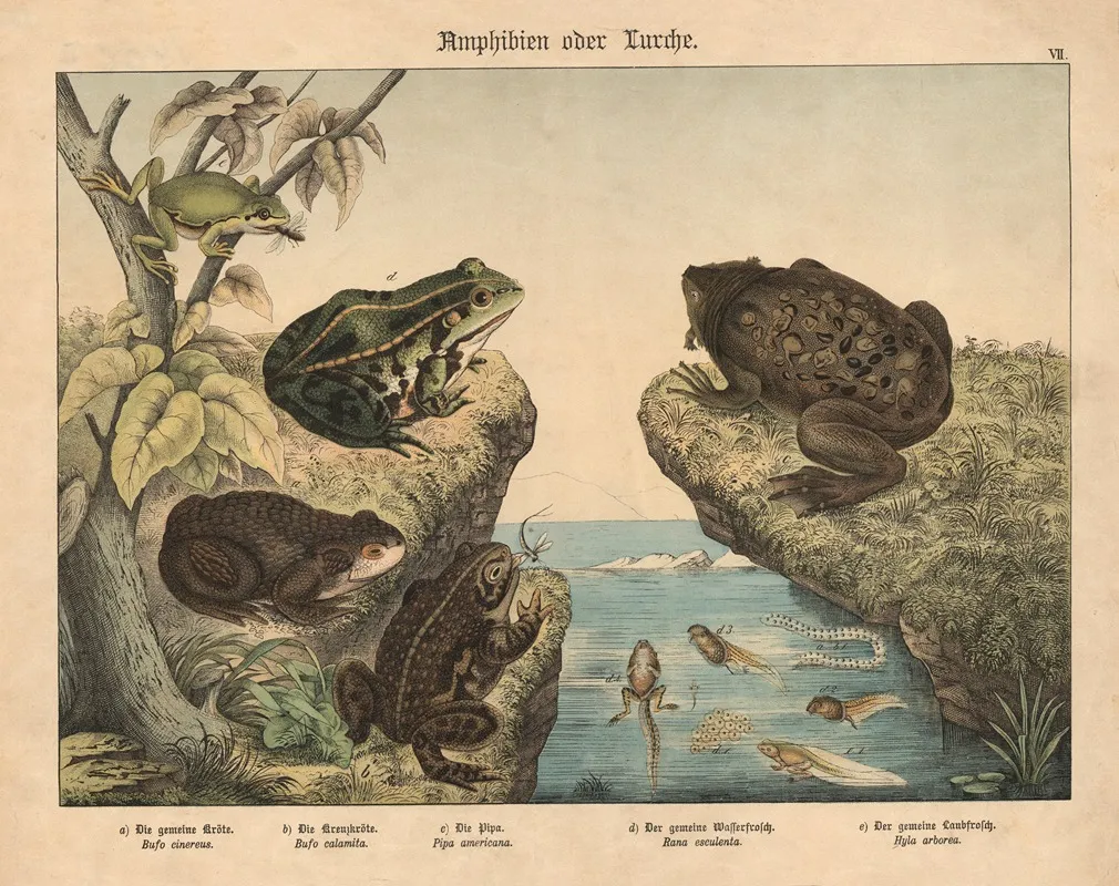 Amphibien Oder Lurche Wall Art by Gotthilf Heinrich von Schubert - High-Resolution Digital Print