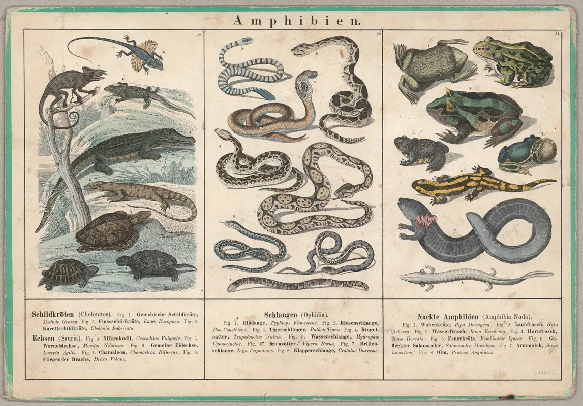 Amphibien
