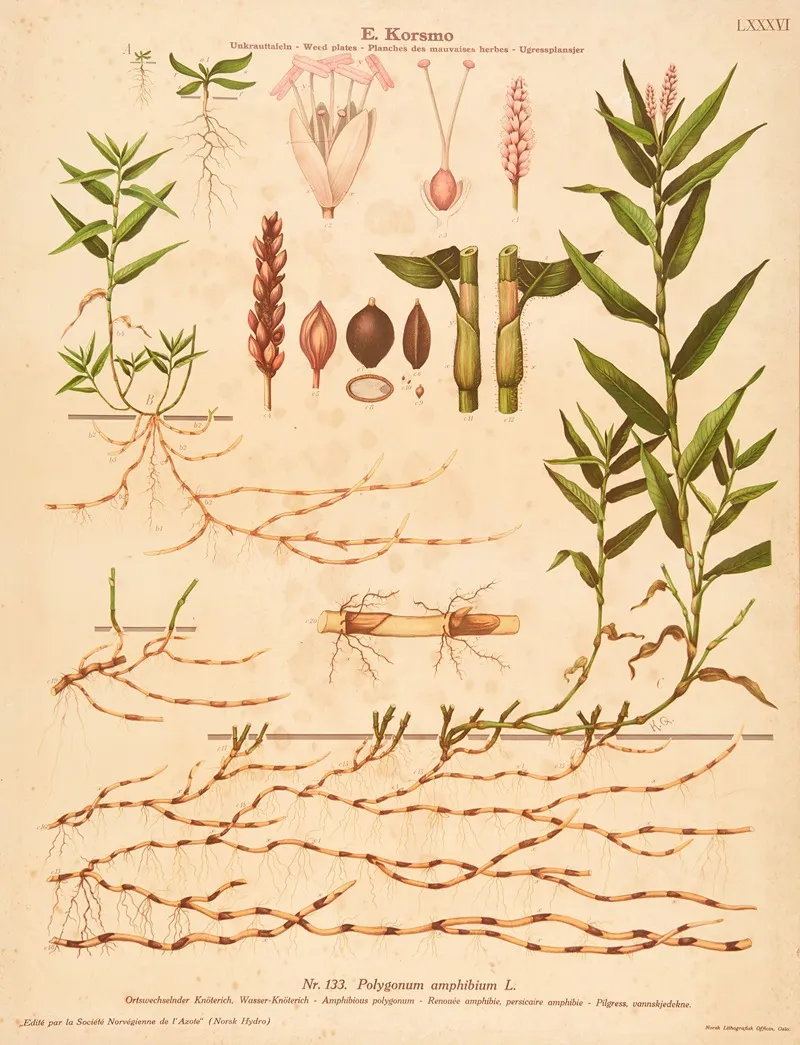 Amphibious Polygonum Wall Art by Knut Quelprud - High-Resolution Digital Print